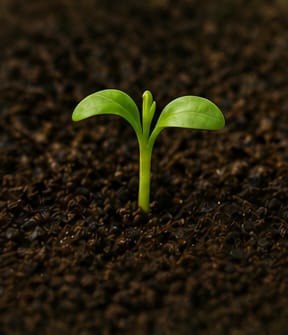 Green chilli sprout pushing through dark soil